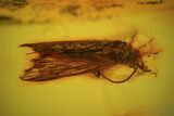Detailed Fossil Flies, Springtail And Caddisfly In Baltic Amber #84648-1